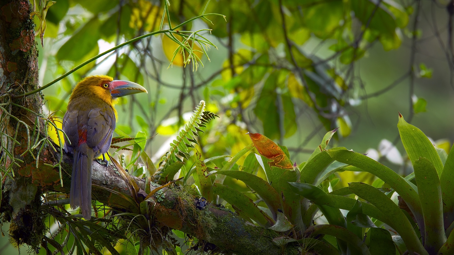 Saffron toucanet oder Goldtukan im Atlantischen Regenwald