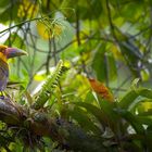 Saffron toucanet oder Goldtukan im Atlantischen Regenwald