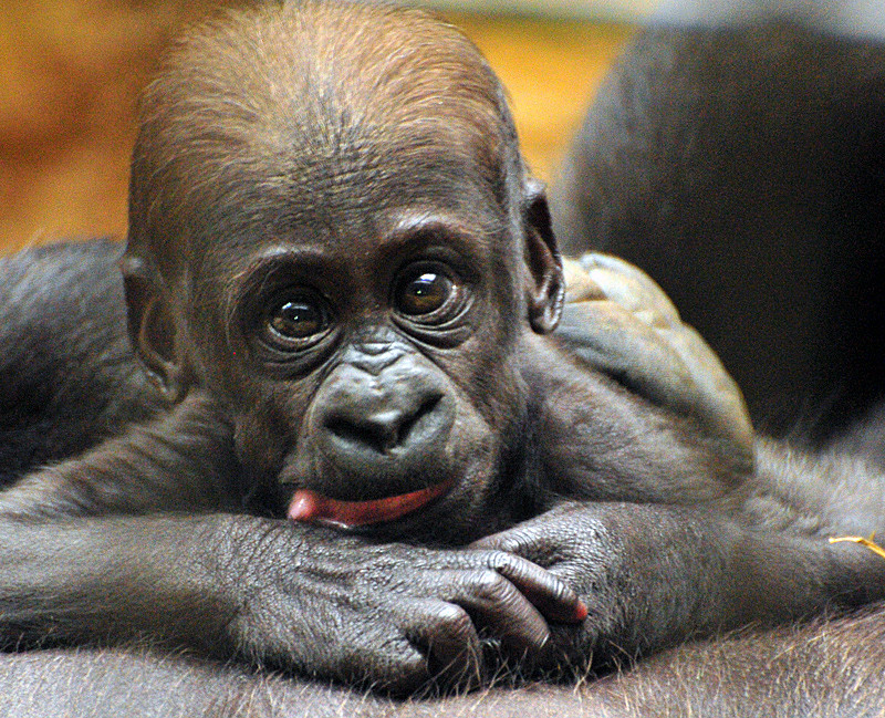 Safiris Tochter - Gorillas im Zoo Duisburg - 21. September 2008