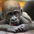 Safiris Tochter - Gorillas im Zoo Duisburg - 21. September 2008