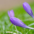 Safran - Crocus