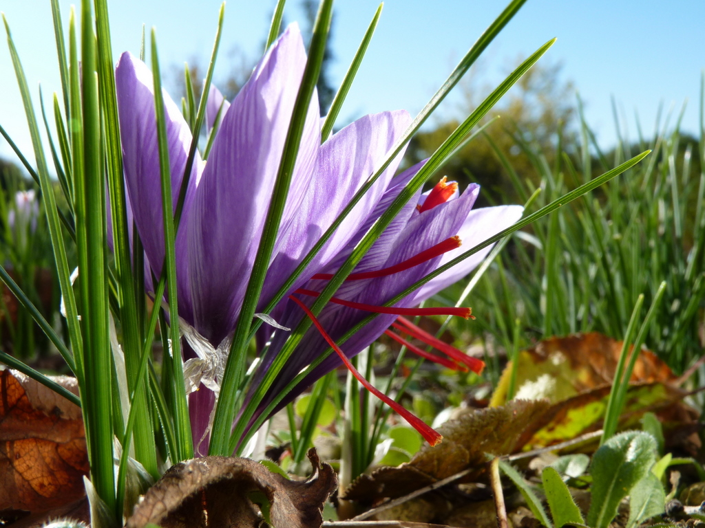 Safran, Crocus Sativus L