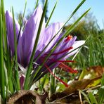 Safran, Crocus Sativus L