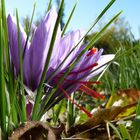 Safran, Crocus Sativus L