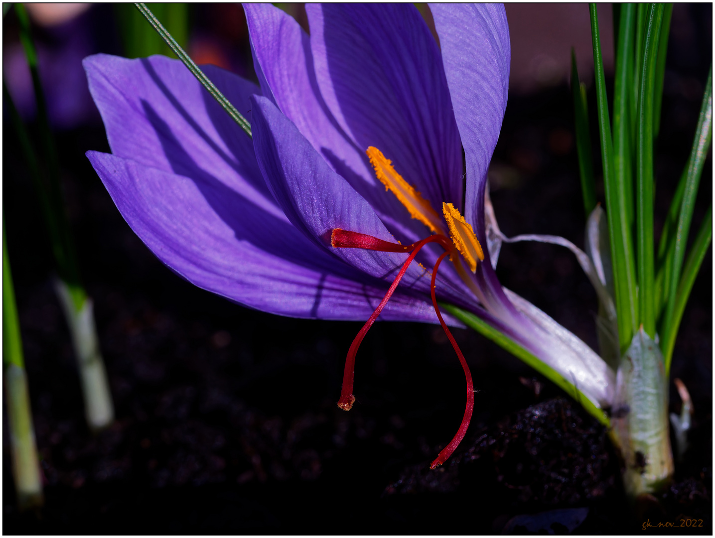 Safran Krokus (Crocus sativus)