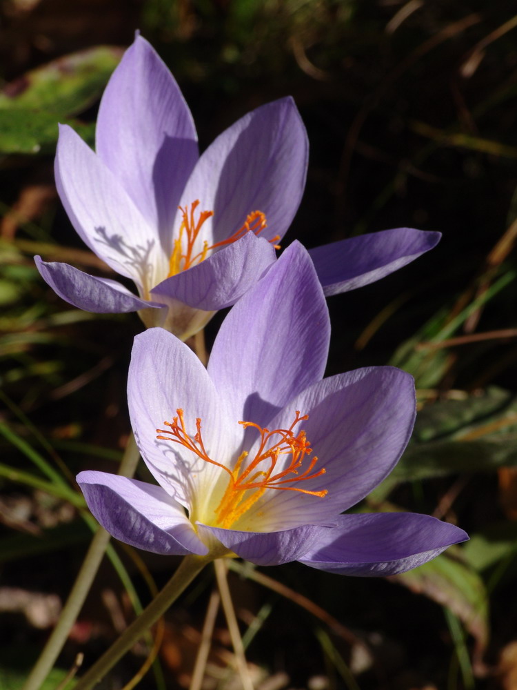 Safran macht den Kuchen gel (Crocus sativus)