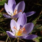 Safran macht den Kuchen gel (Crocus sativus)