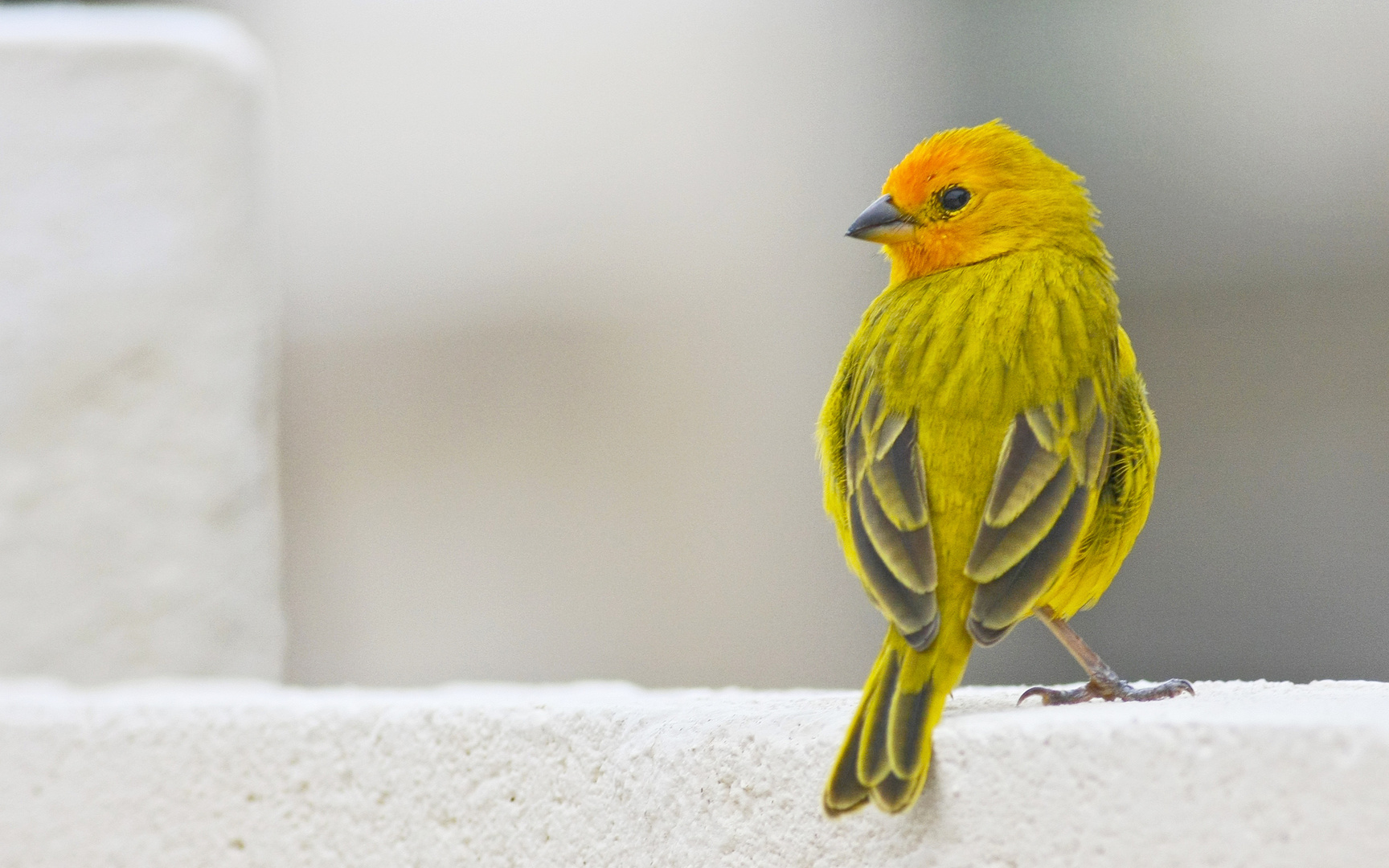 Safranammer (Sicalis flaveola)