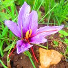 Safranblüte auf der Schwäbischen Alb