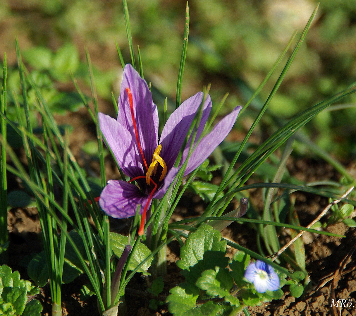 Safranblüte ( Crocus Sativus)