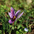 Safranblüte ( Crocus Sativus)