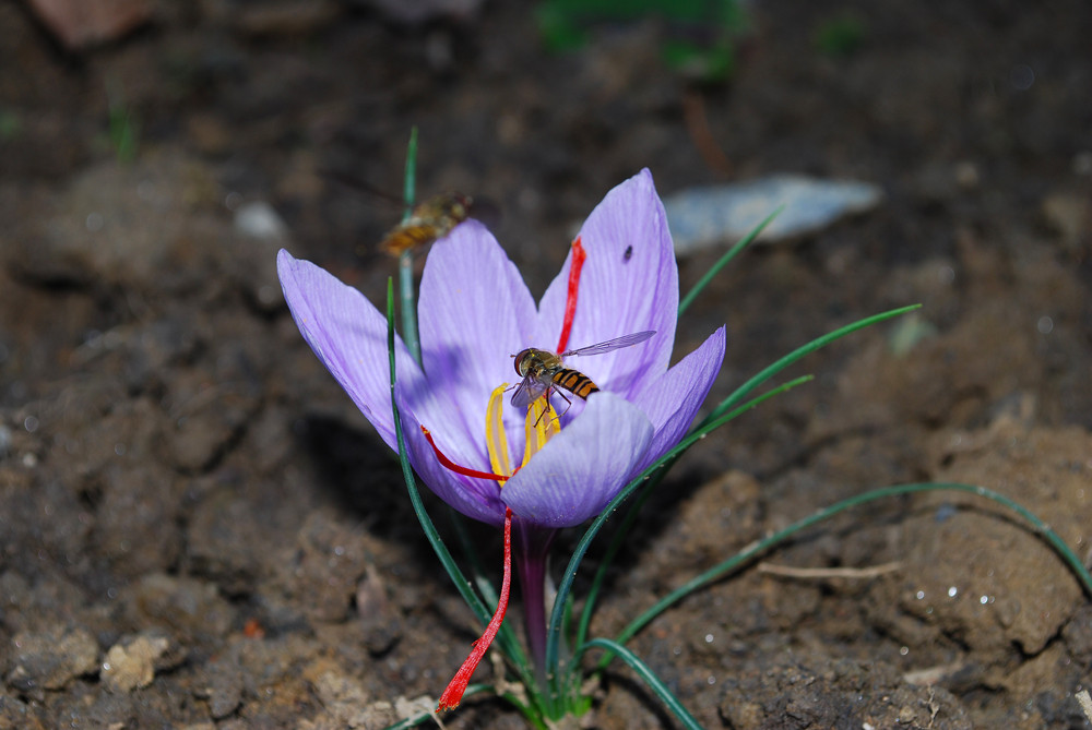 Safranblüte mit 2 Schwebefliegen