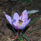 Safranblüte mit 2 Schwebefliegen