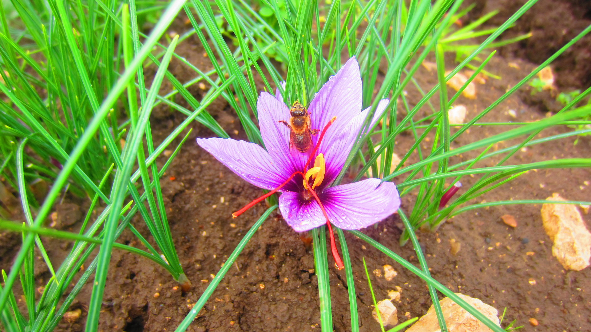 Safranblüte mit frierender Biene