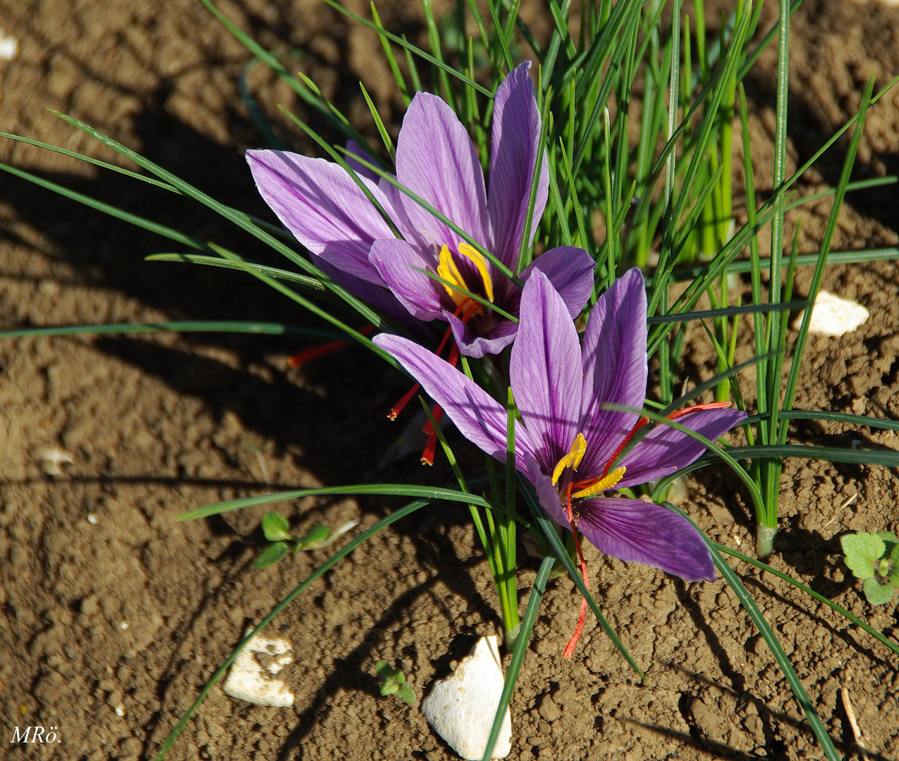 Safranblüten ( Crocus Sativus )