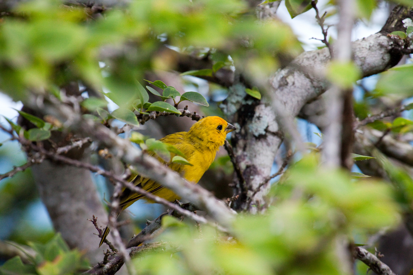 Safranfink (Sicalis flaveola)