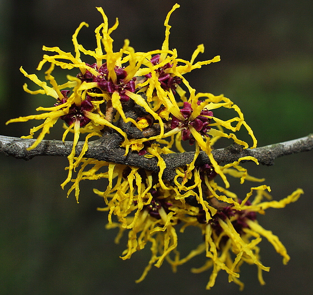 "Safrangelbe" Hamamelis oder Zaubernuß