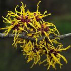 "Safrangelbe" Hamamelis oder Zaubernuß