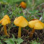 Safrangelbe Saftlinge (Hygrocybe acutoconica)