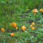 Safrangelbe Saftlinge (Hygrocybe acutoconica)