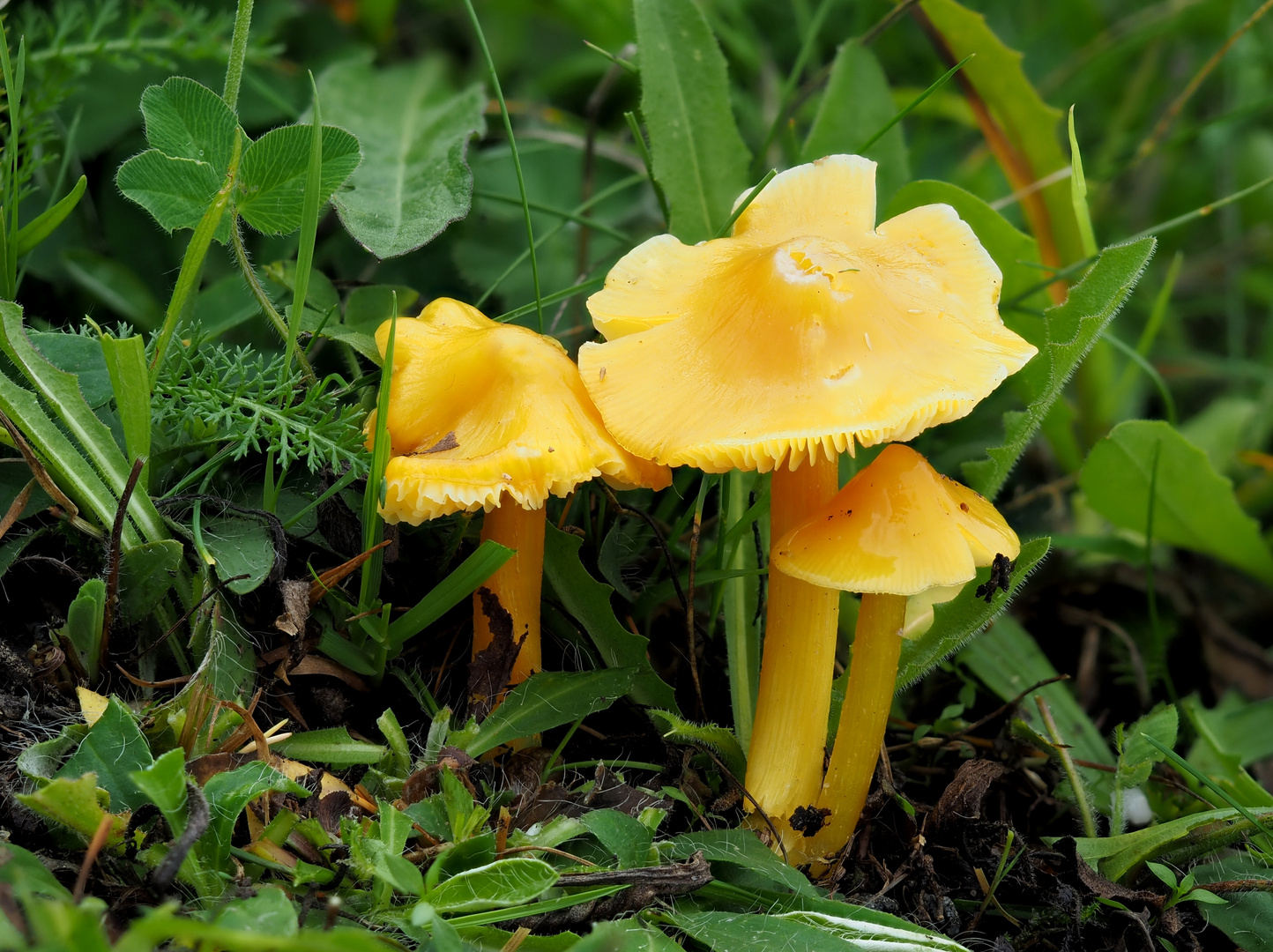 Safrangelber Saftling, Hygrocybe acutoconica 