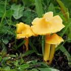 Safrangelber Saftling, Hygrocybe acutoconica 