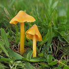 Safrangelber Saftling, Spitzgebuckelter Saftling -   Hygrocybe acutoconica   