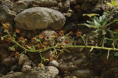 Safrangelber Steinbrech - Saxifraga mutata