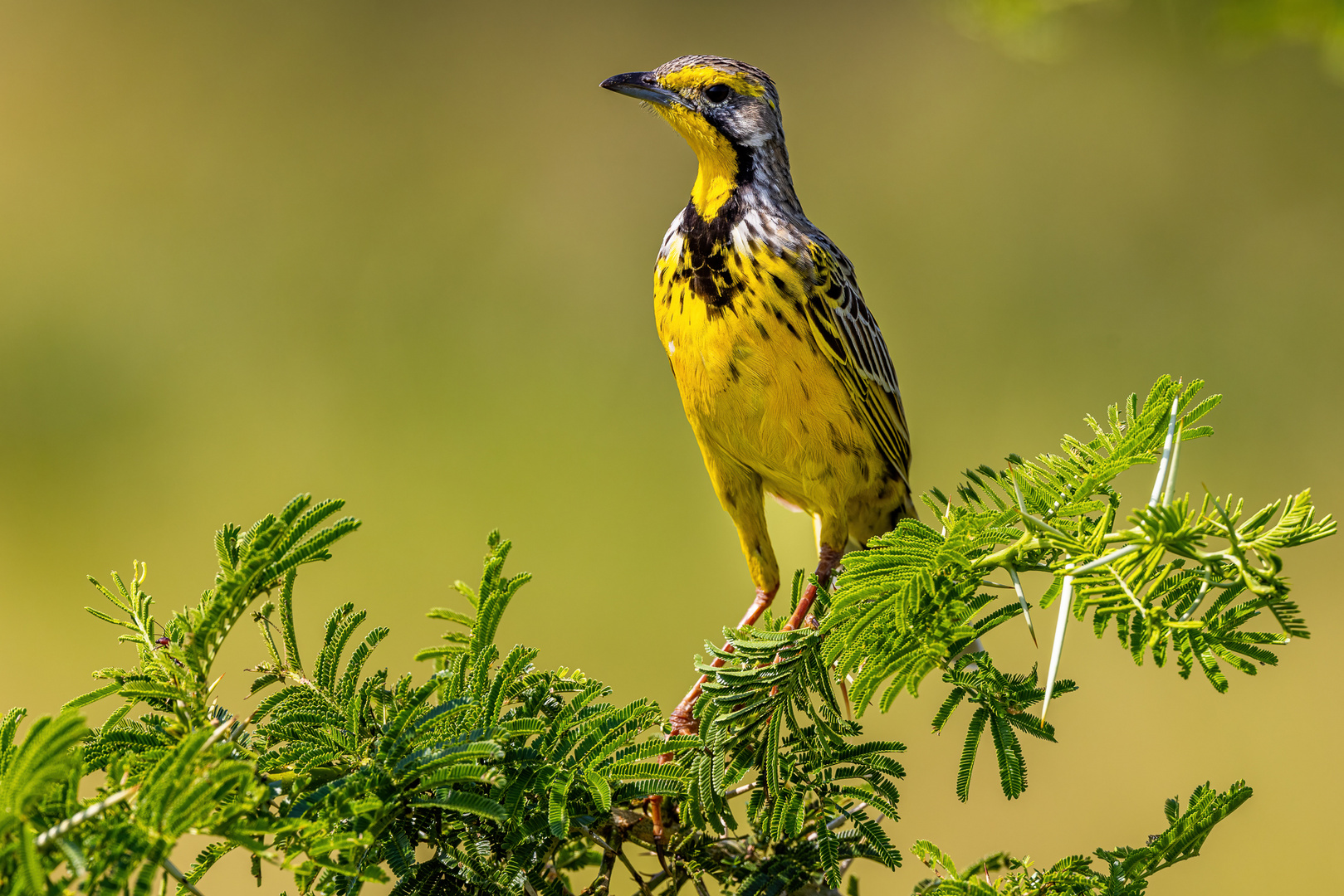 Safrangro (Yellow-throated longclaw)