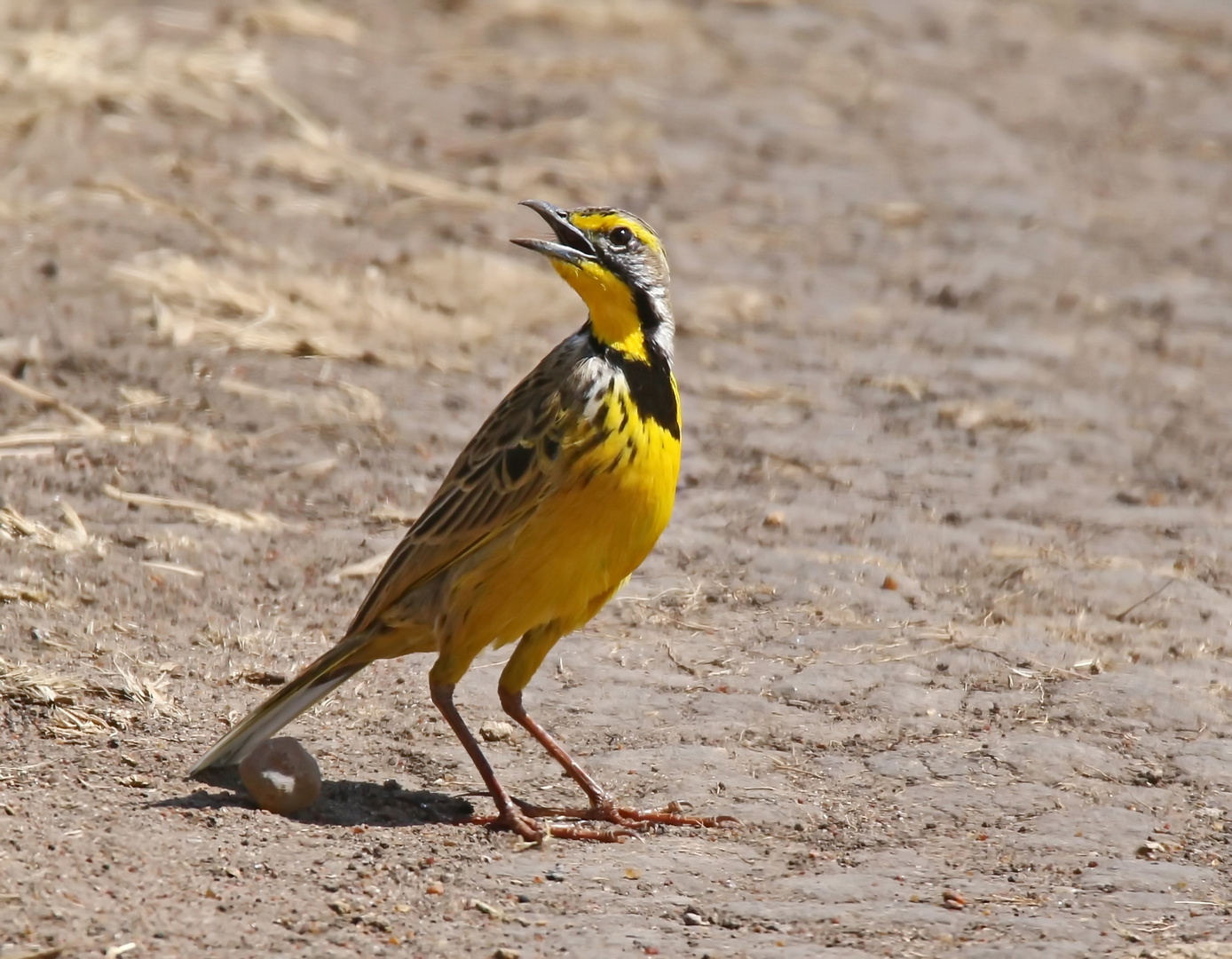 Safrangro,Yellow-throated longclaw