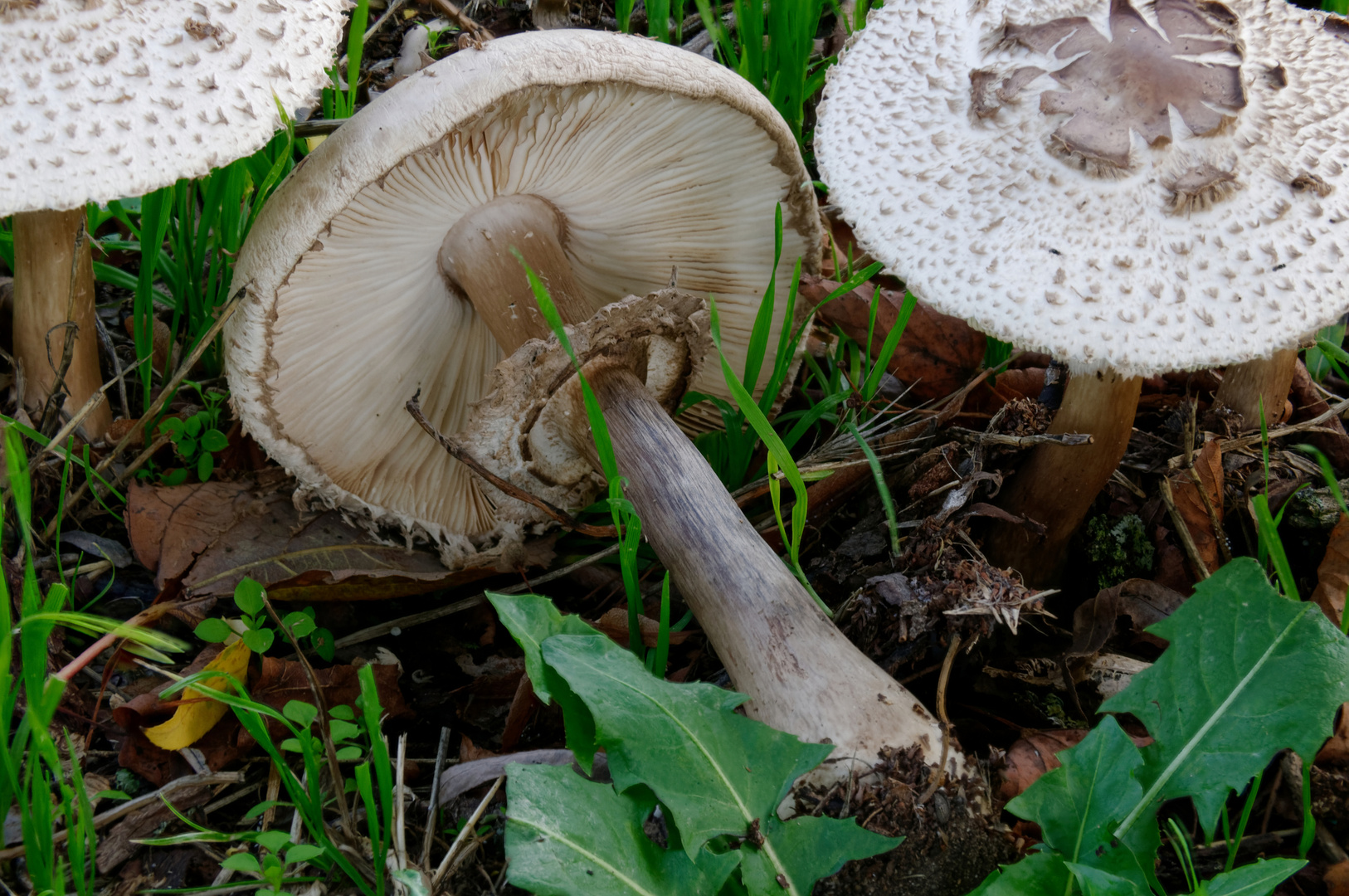 Safranschirmling (2) Foto & Bild natur, herbst, pilz Bilder auf