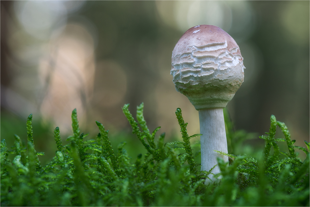 Safranschirmling (Macrolepiota rachodes) #2