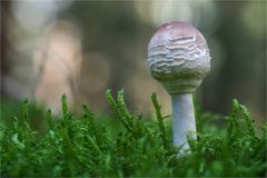 Safranschirmling (Macrolepiota rachodes) #2