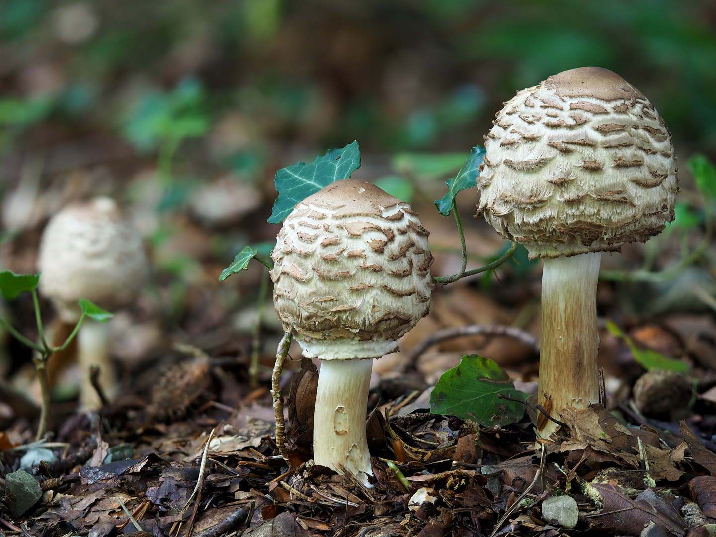 Safranschirmling, Macrolepiota rachodes