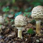 Safranschirmling, Macrolepiota rachodes