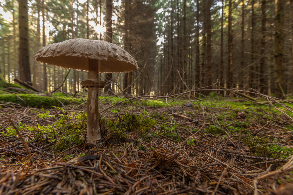 Safranschirmling - Macrolepiota rachodes