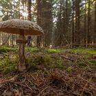 Safranschirmling - Macrolepiota rachodes