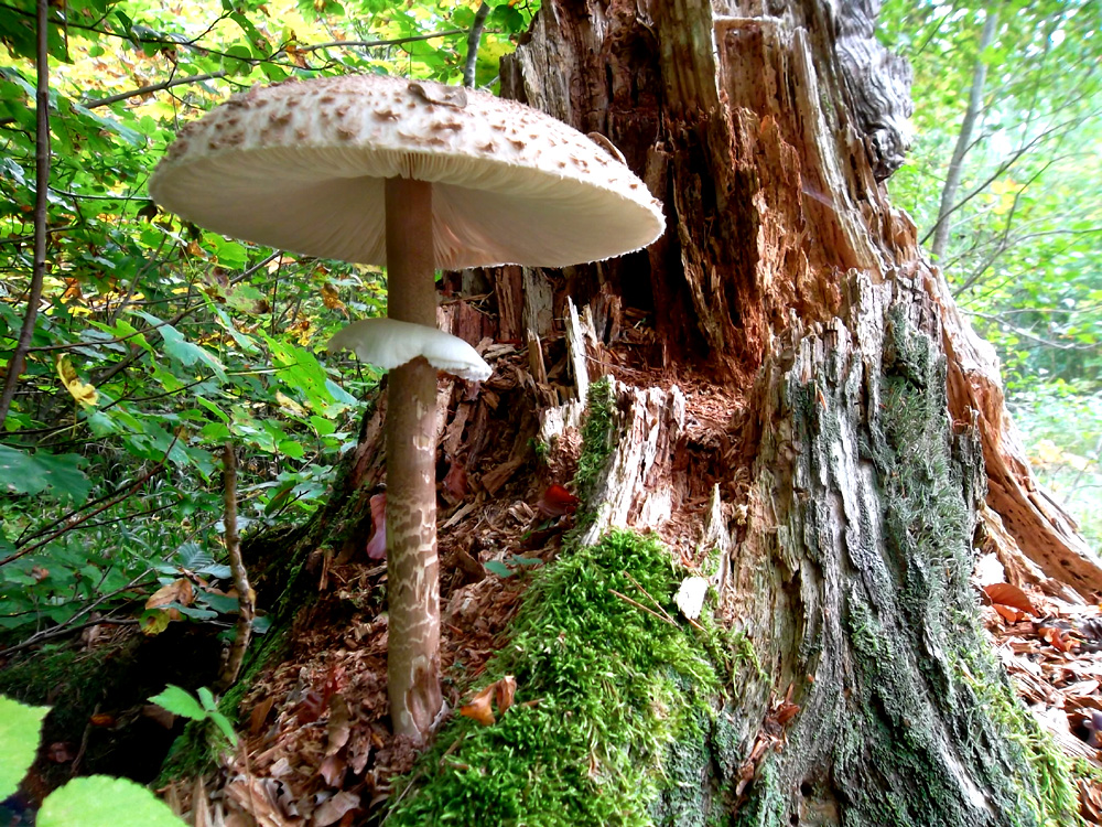 Safranschirmling (Macrolepiota rachodes)