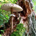 Safranschirmling (Macrolepiota rachodes)