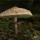 Safranschirmling (Macrolepiota rachodes)