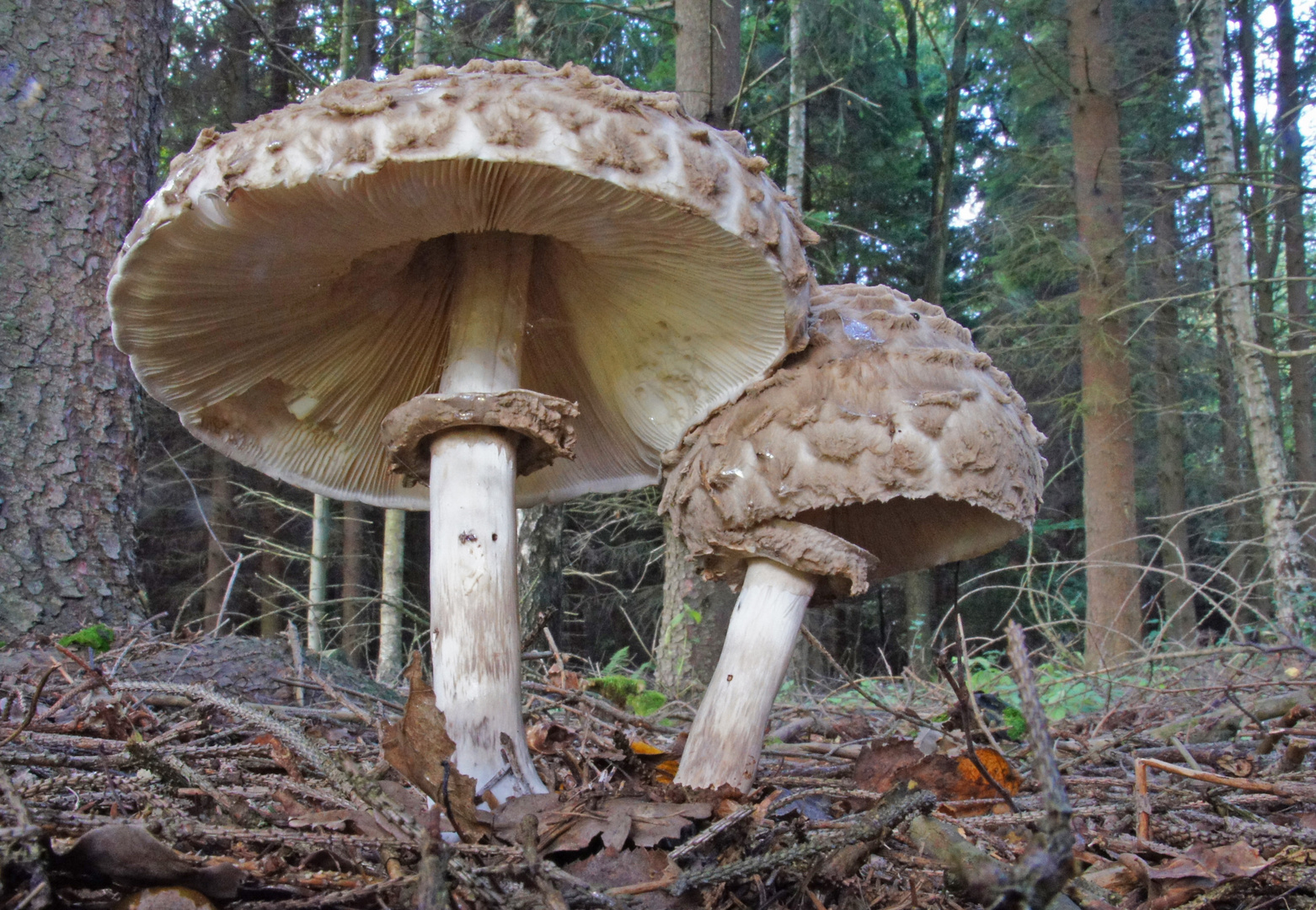 Safranschirmling, Macrolepiota rachodes