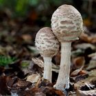 Safranschirmling, (Macrolepiota rhacodes)