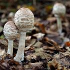 Safranschirmling,  Macrolepiota rhacodes