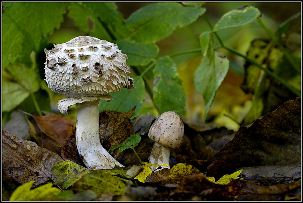 Safranschirmpilz / Macrolepiota rachodes