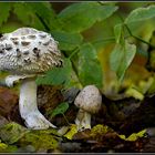 Safranschirmpilz / Macrolepiota rachodes