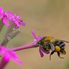 Saft ist in der kleinsten Blüte