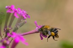 Saft ist in der kleinsten Blüte