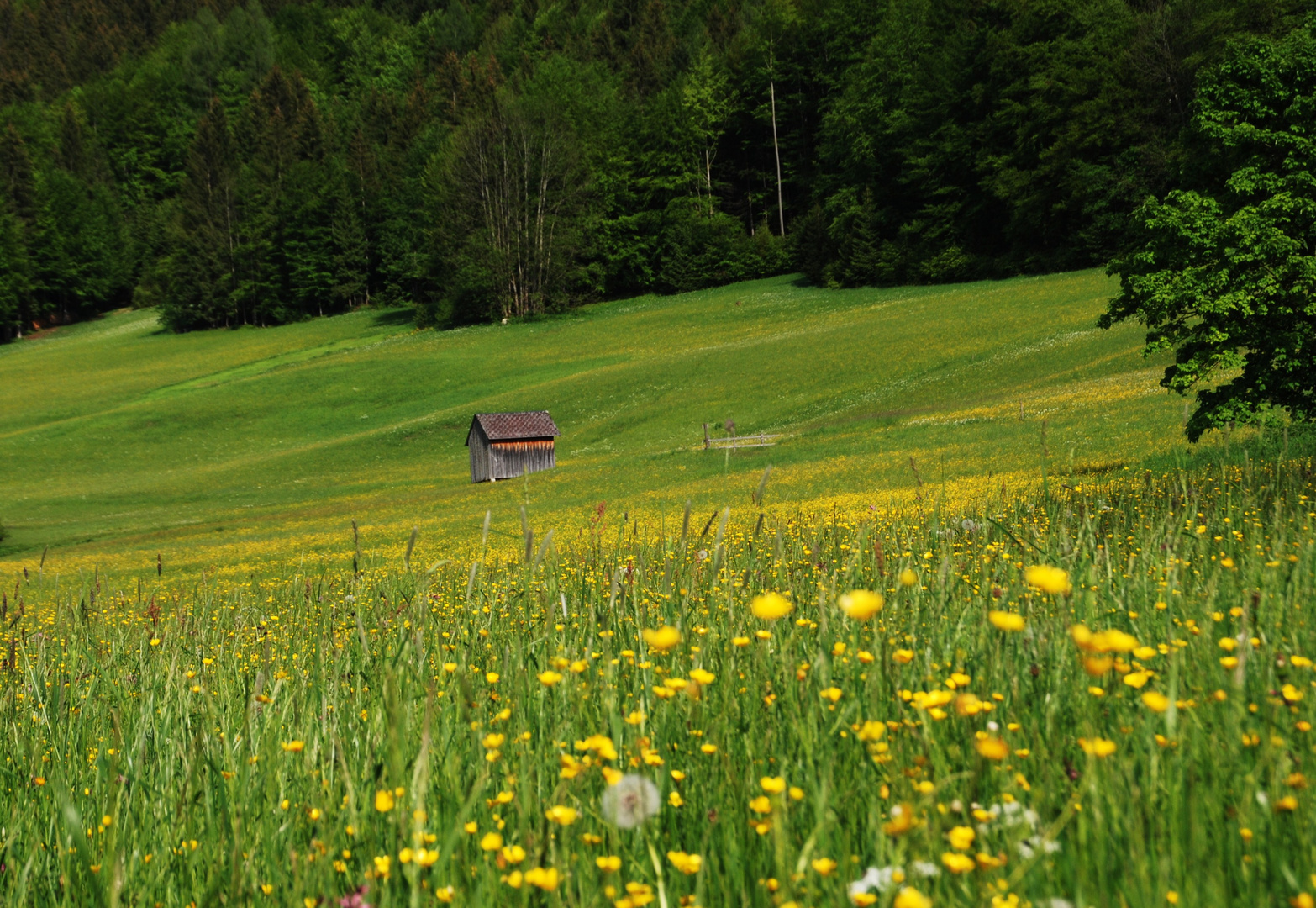 saftig blühende Wiesen in Altaussee