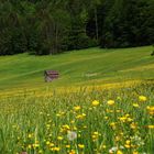 saftig blühende Wiesen in Altaussee