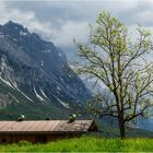 Saftig im Gegenlicht